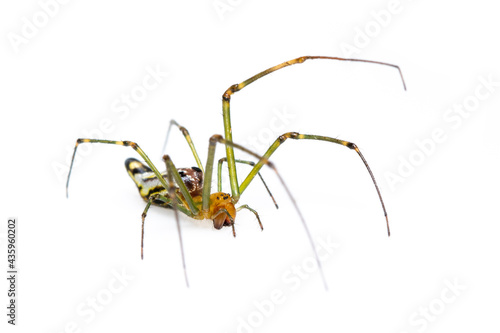 Image of Decorative Big-jawed Spider(Leucauge decorate) isolated on white background. Animal. Insect.