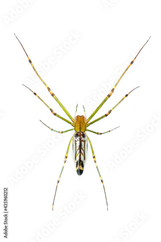 Image of Decorative Big-jawed Spider(Leucauge decorate) isolated on white background. Animal. Insect.