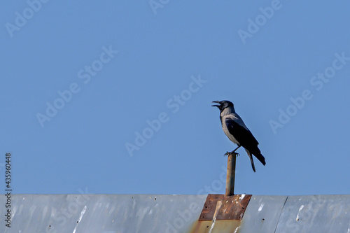A crow sits on the metal roof of a village house on a sunny spring day