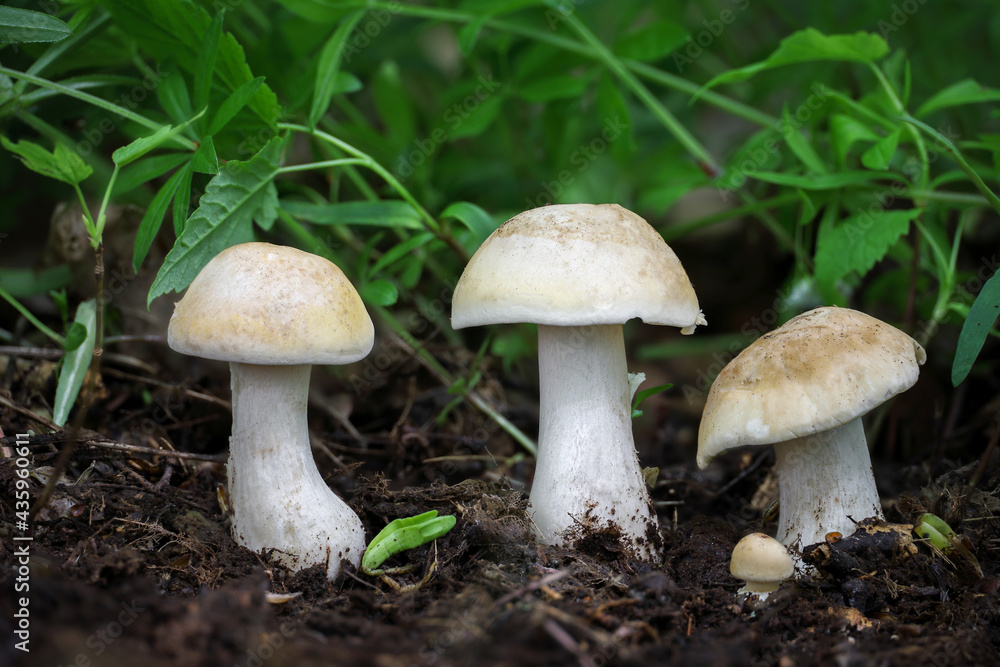 Mushroom Calocybe gambosa commonly known as St. Georges mushroom Mushroom Calocybe gambosa commonly known as St. Georges mushroom