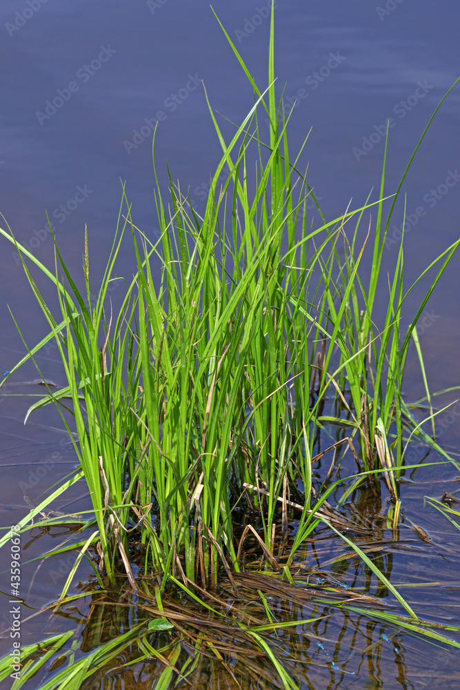 River grass on a sunny spring day close-up River grass on a sunny spring day close-up