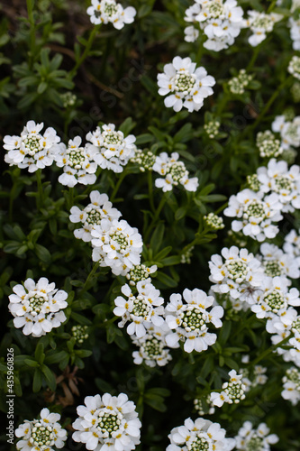 Sweet Alyssum Flowers. Botany in Latvian Garden. White Florals