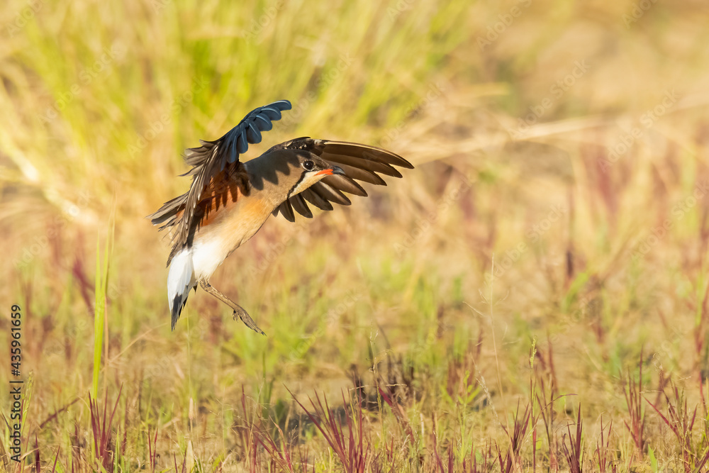 Fototapeta premium Oriental Pratincole in flight stretching its wings to land in the field