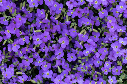 Aubrieta Flower Carpet, Beautiful Groundcover in Garden. Purple Nature Carpet