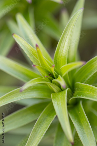 Lily Flower greenery. Spring garden joy of details.