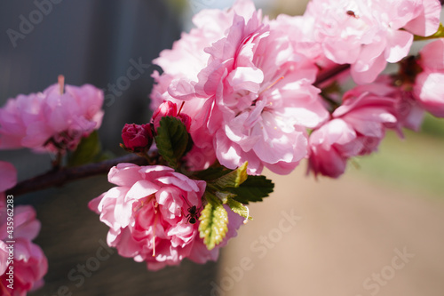 Sakura close up in the morning  springtime