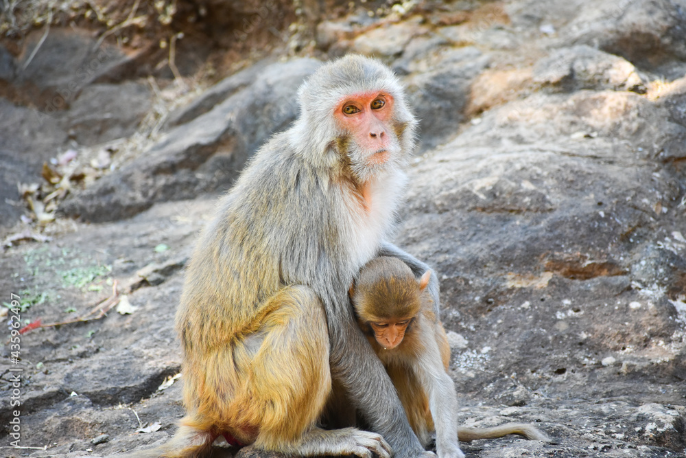 The rhesus macaque (Macaca mulatta), colloquially rhesus monkey, is a species of Old World monkey The rhesus macaque (Macaca mulatta), colloquially rhesus monkey, is a species of Old World monkey