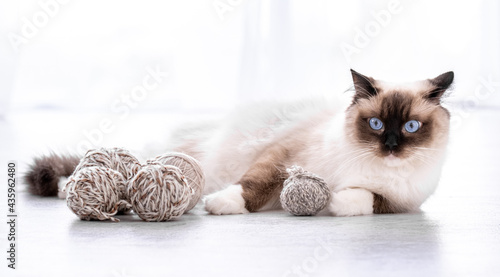 Foto Ragdoll cat portrait