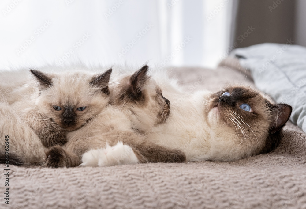 Ragdoll cat with kittens in the bed