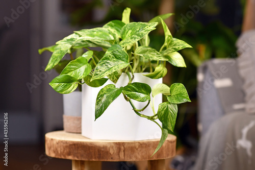 Tropical 'Epipremnum Aureum Marble Queen' pothos houseplant with white variegation in flower pot on wooden table photo