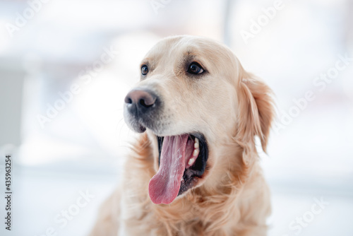 Golden retriever dog with open mouth