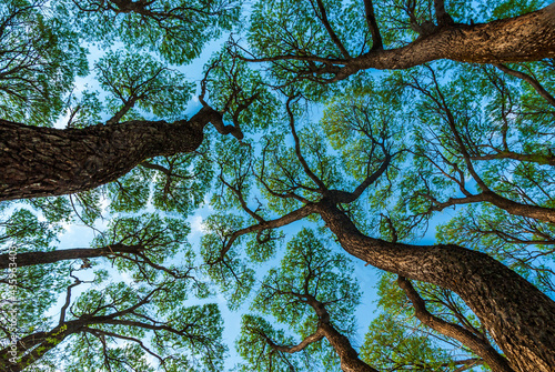 Low angle shot of tree crown shyness pattern across blue sky