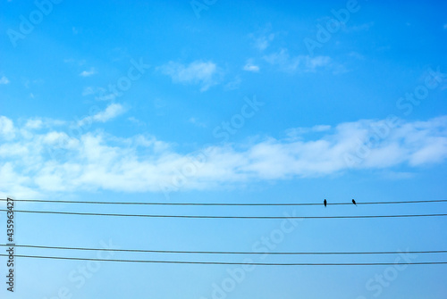 A pair of birds swifts sitting on electric wires across blue sky