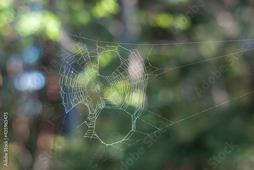 Spider web in the forest in summer day with colorful bokeh background