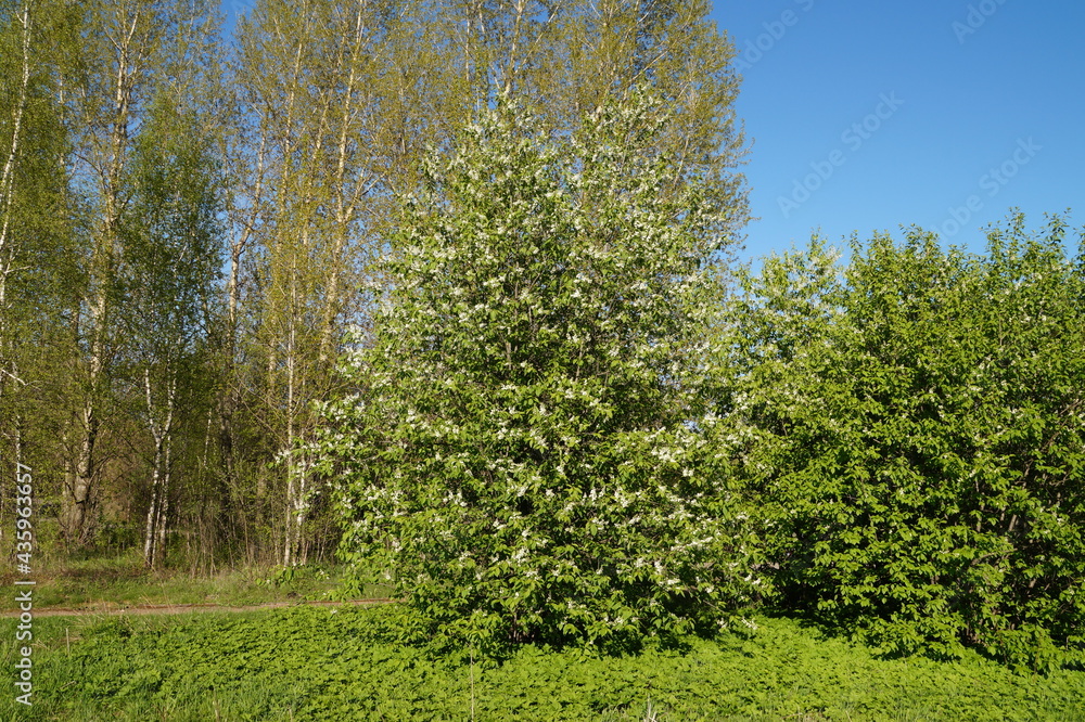 Naklejka premium blossoming tree