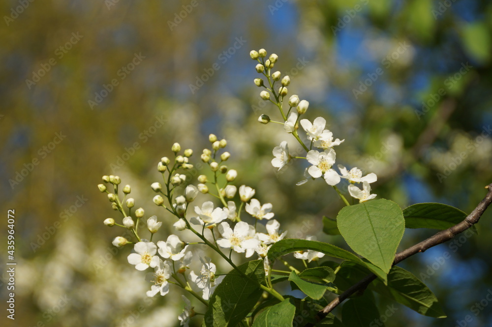 blossoming tree blossoming tree