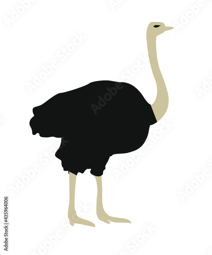 autruche