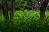緑生い茂る雑木林