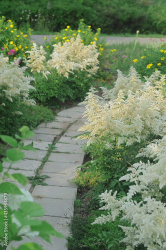 travel photography, landscape design with white Astilbe bushes along a path paved with stone slabs closeup. Selective focus