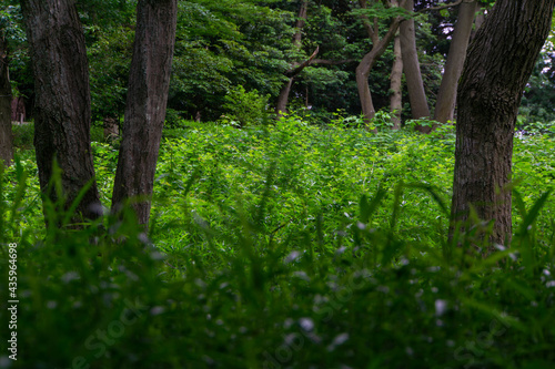緑生い茂る雑木林