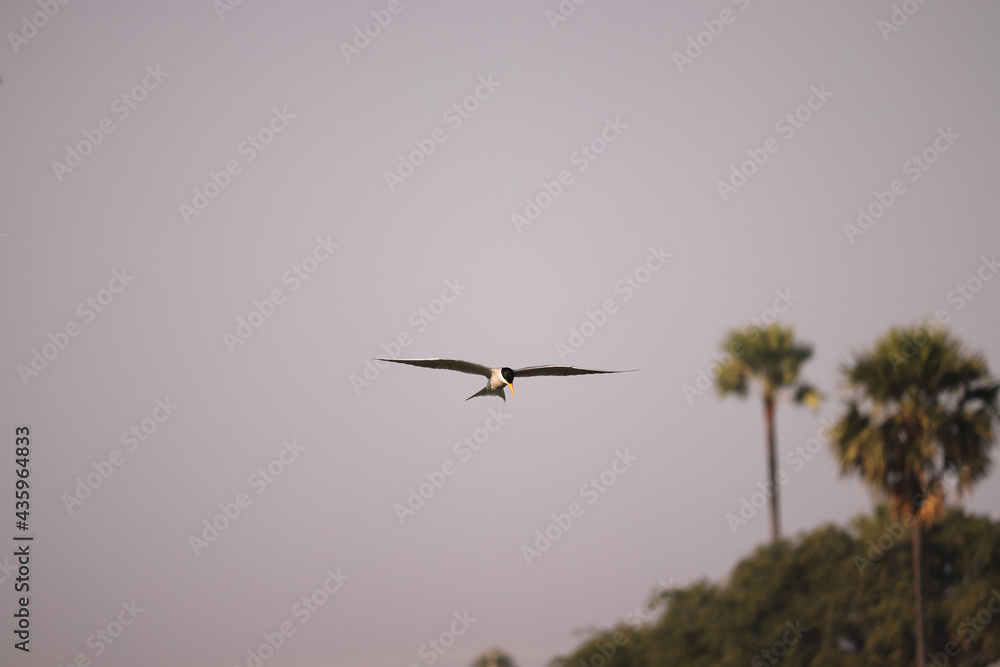 Bird flying on the river , searching for food Bird flying on the river , searching for food