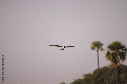 Bird flying on the river , searching for food photo
