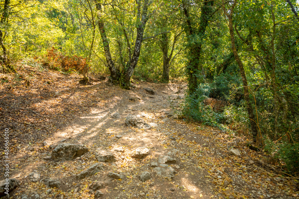 Footpath among trees and ruins of the ancient city of Termessos without tourists near Antalya, Turkey
