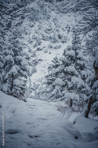 Narrow hiking trail in Tatra Mountains, Poland. Snow covering the path leading up the slope. Cold weather in the national park. Selective focus on the tree branches, blurred background.