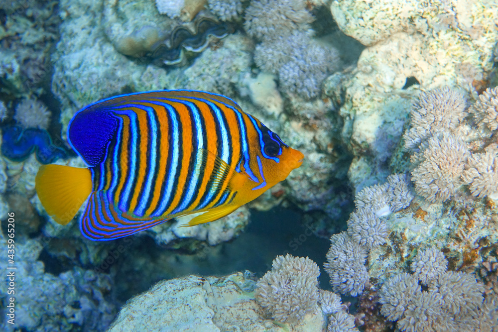 Royal or Regal Angelfish (Pygoplites diacanthus ) - red Sea Royal or Regal Angelfish (Pygoplites diacanthus ) - red Sea