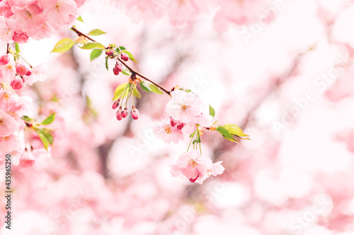 Amazing pink cherry blossoms on the Sakura tree. Beautiful spring tree.