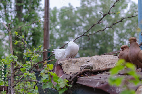 Decorative pigeons on a blurry background of trees and branches. Brown and white pedigree birds. photo