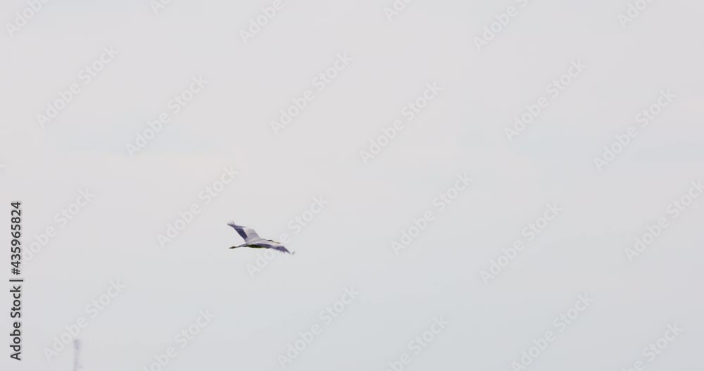 Bird 4k , Grey Heron ( Ardea cinerea ) in flight. Slow motion. Bird 4k , Grey Heron ( Ardea cinerea ) in flight. Slow motion.