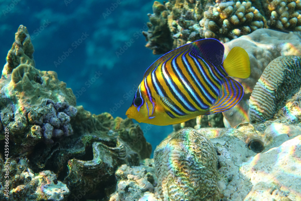 Royal or Regal Angelfish (Pygoplites diacanthus ) - red Sea Royal or Regal Angelfish (Pygoplites diacanthus ) - red Sea