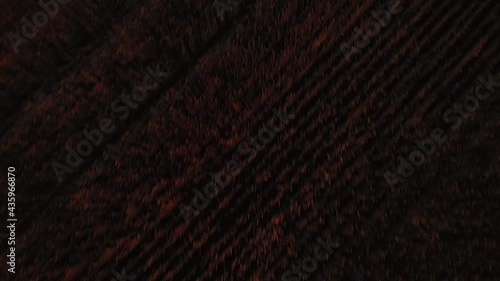 Field of wheat at sunset. Camera is moving from down to up revealing horizon and yellow sun. Aerial shot