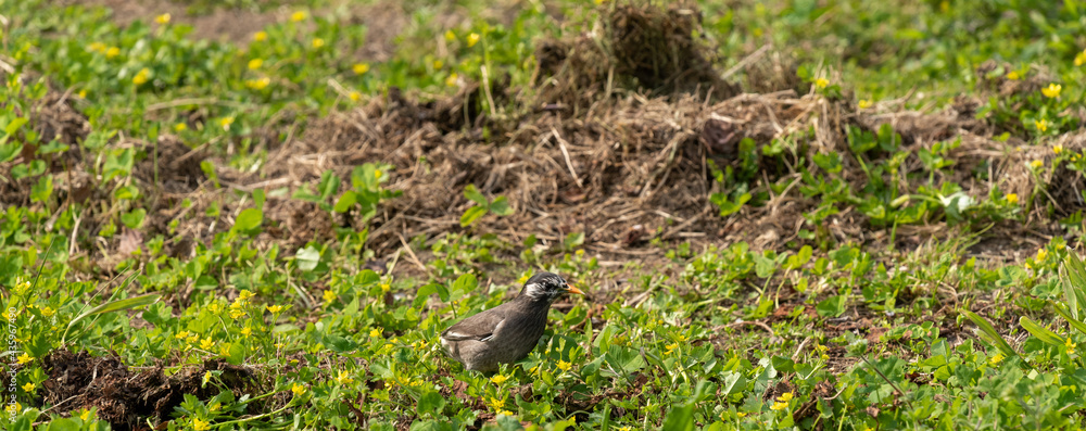 White-cheeked-starling White-cheeked-starling