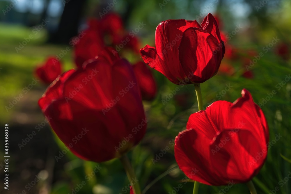Czerwone wiosenne tulipany w porannym słońcu Czerwone wiosenne tulipany w porannym słońcu