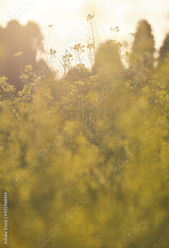 夕陽を浴びるセイヨウカラシナ（Mustard greens soak in setting sun） © FRAGMENTSOFHOKKAIDO