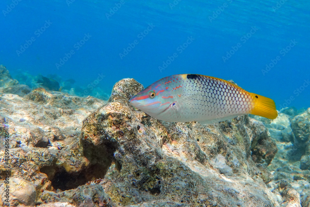 Fototapeta premium Coral fish - Checkerboard wrasse - (Halichoeres hortulanus) - Red Sea