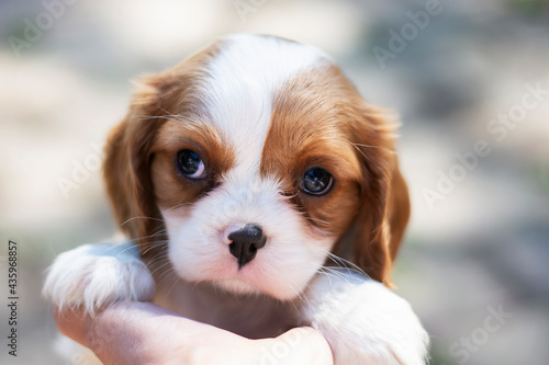 Little Purebred cute puppy Cavalier King Charles Spaniel