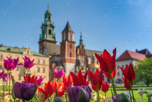 Czerwone wiosenne tulipany w porannym słońcu