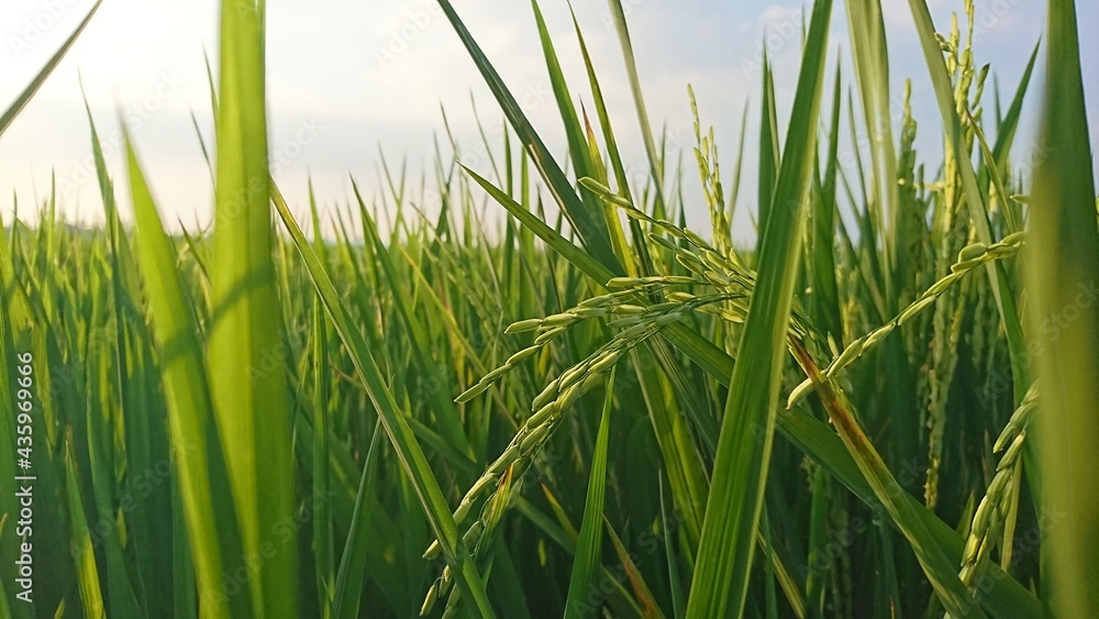 Fototapeta premium green grass on a white background