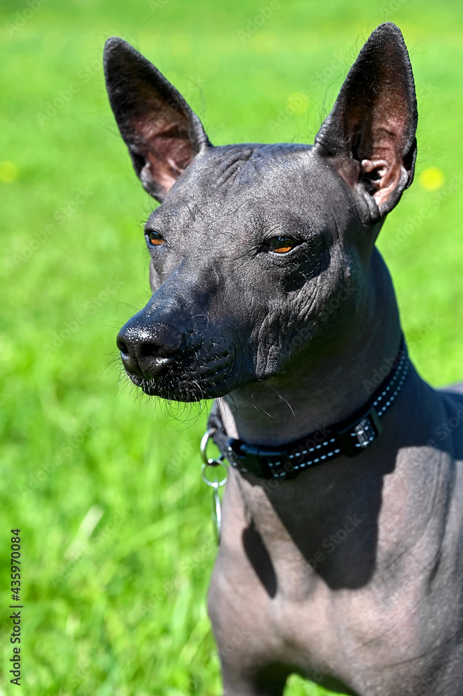 Xoloitzcuintle (Mexican Hairless Dog) portrait close-up with black collar on bright green natural background outdoor shot in sunny day 
