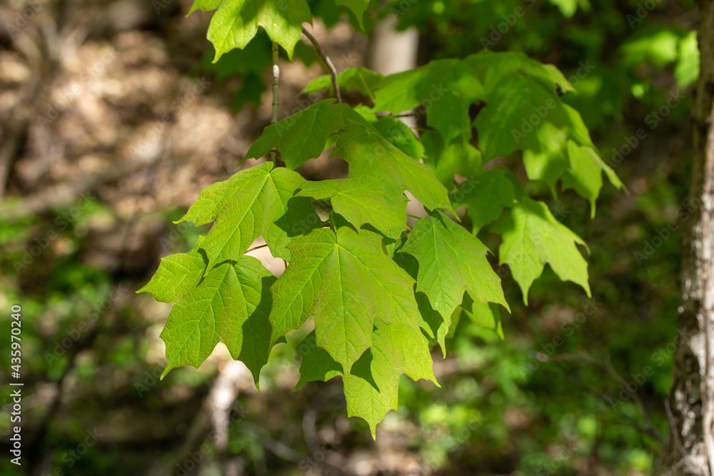 Close-up abstract view of a branch of lush green leaves on a red maple tree (acer rubrum) in spring or summer, with defocused background Close-up abstract view of a branch of lush green leaves on a red maple tree (acer rubrum) in spring or summer, with defocused background