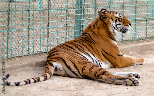 Tiger laying on the ground and relaxing in its cage in a zoo photo