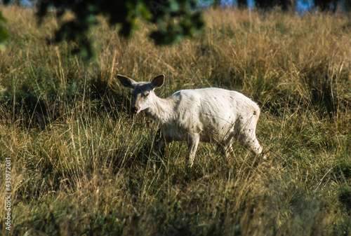 Cerf élaphe, biche, cervus elaphus