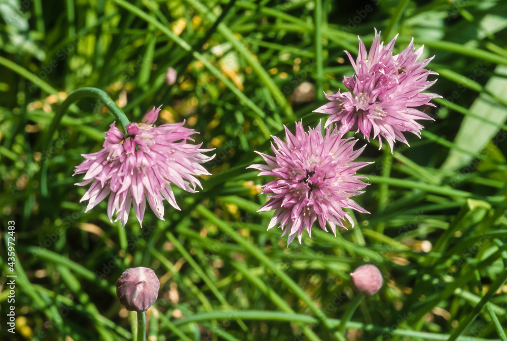 Ciboulette, Allium schoenoprasum Ciboulette, Allium schoenoprasum