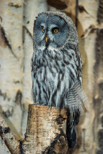 Chouette lapone,.Strix nebulosa, Great Grey Owl