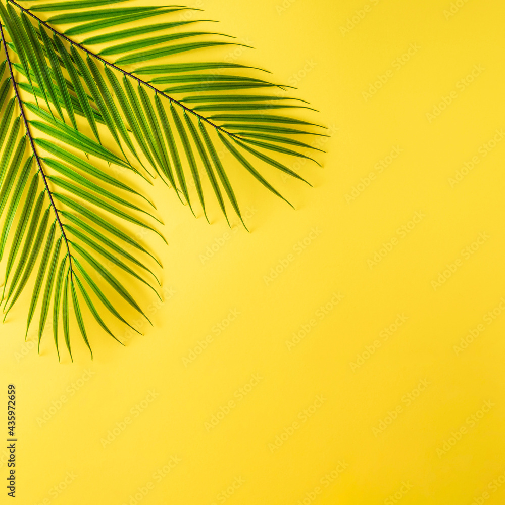 Green tropical palm leaves aganist pastel yellow background. Minimal summer concept. Creative flat lay with copy space.