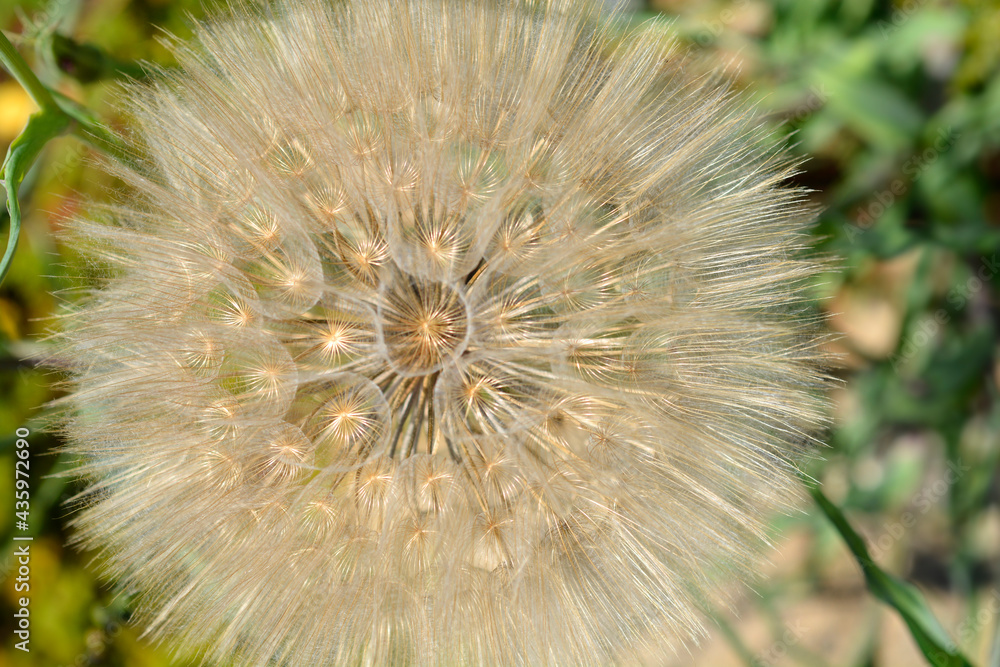 Obraz premium Common salsify