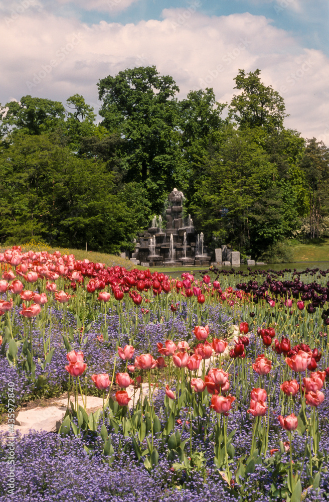 Tulipe, Muscari, Jardins, Parc floral, Vincennes, 94, Val de Marne Tulipe, Muscari, Jardins, Parc floral, Vincennes, 94, Val de Marne